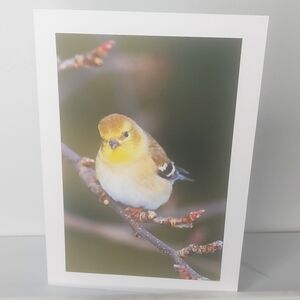 Cute Little Goldfinch Matte Finish 5" x 7" Blank Photo Card